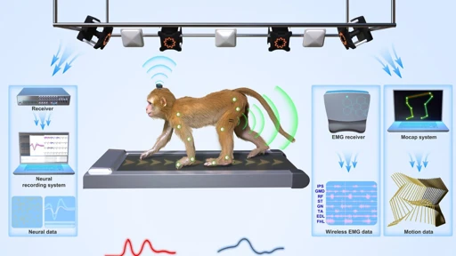 Free-moving macaque monkey gait experiment setup