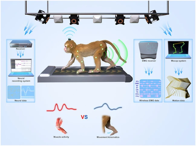 Animal Motion Capture Showcase